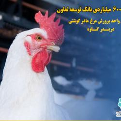 حمایت 600 میلیاردی بانک توسعه تعاون از اولین واحد پرورش مرغ مادر گوشتی دربندر گناوه